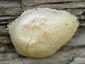 Hamis pöfeteg (Reticularia lycoperdon), Duna-part